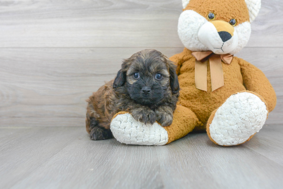 Adorable Shih Poo Poodle Mix Puppy