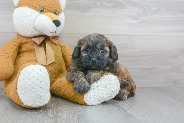 Friendly Shih Poo Baby