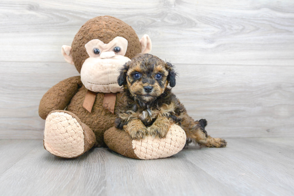 Shih Poo Pup Being Cute