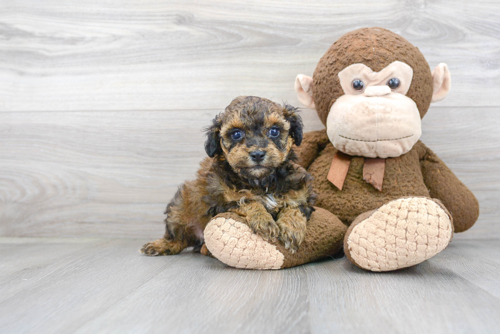 Friendly Shih Poo Baby