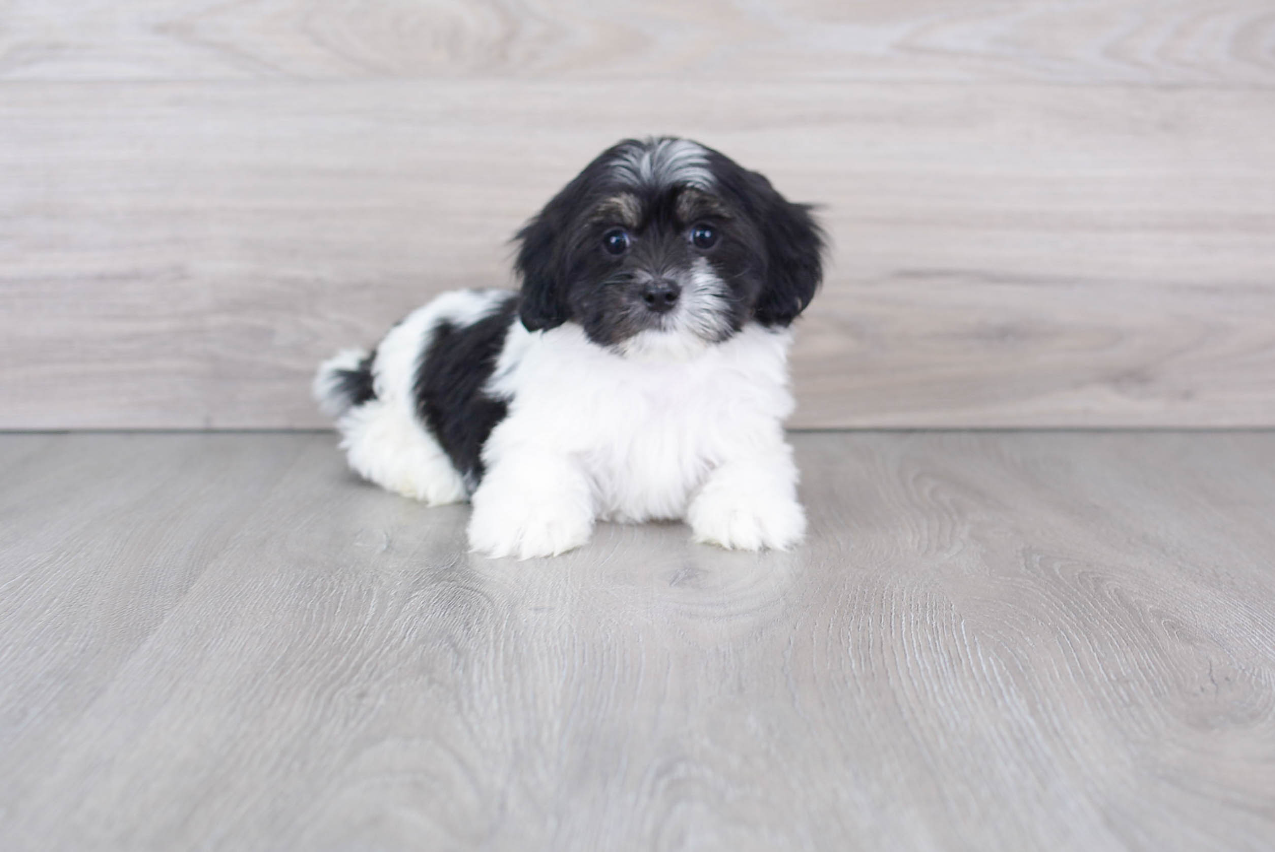 Best Shih Poo Baby