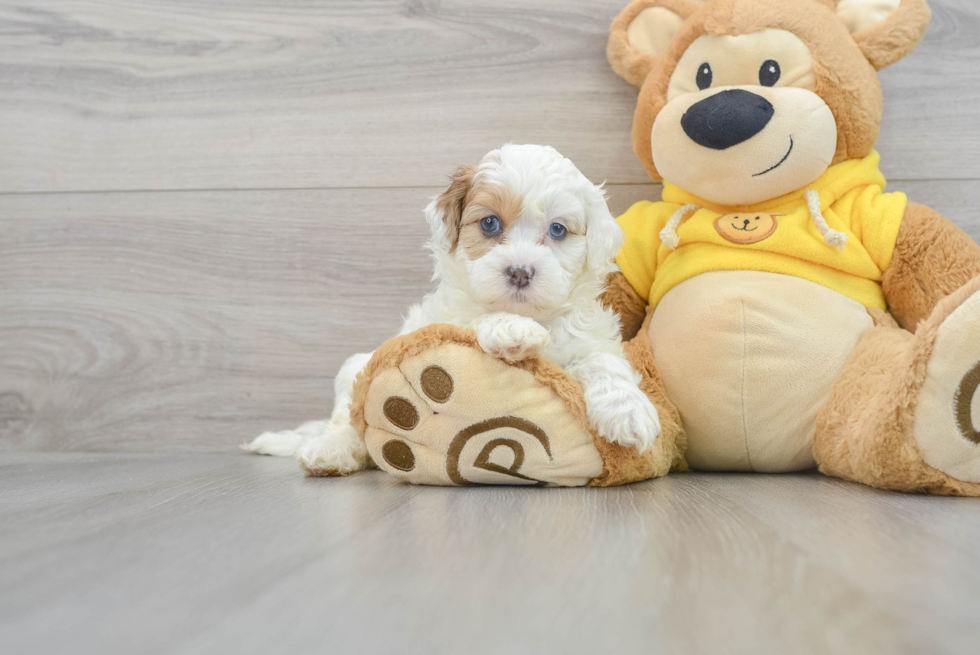 Best Shih Poo Baby