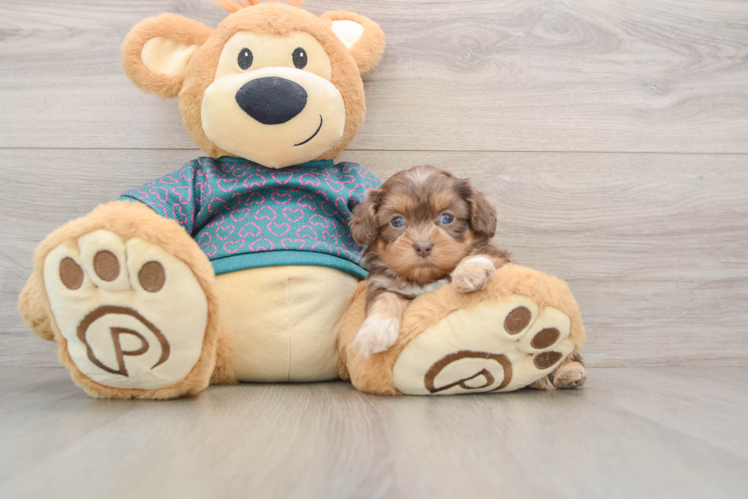 Fluffy Shih Poo Poodle Mix Pup