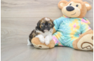 Shih Poo Puppy for Adoption
