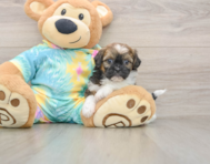 5 week old Shih Poo Puppy For Sale - Premier Pups