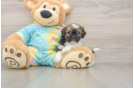 Hypoallergenic Shihpoo Poodle Mix Puppy