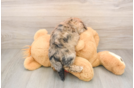 Shih Poo Puppy for Adoption