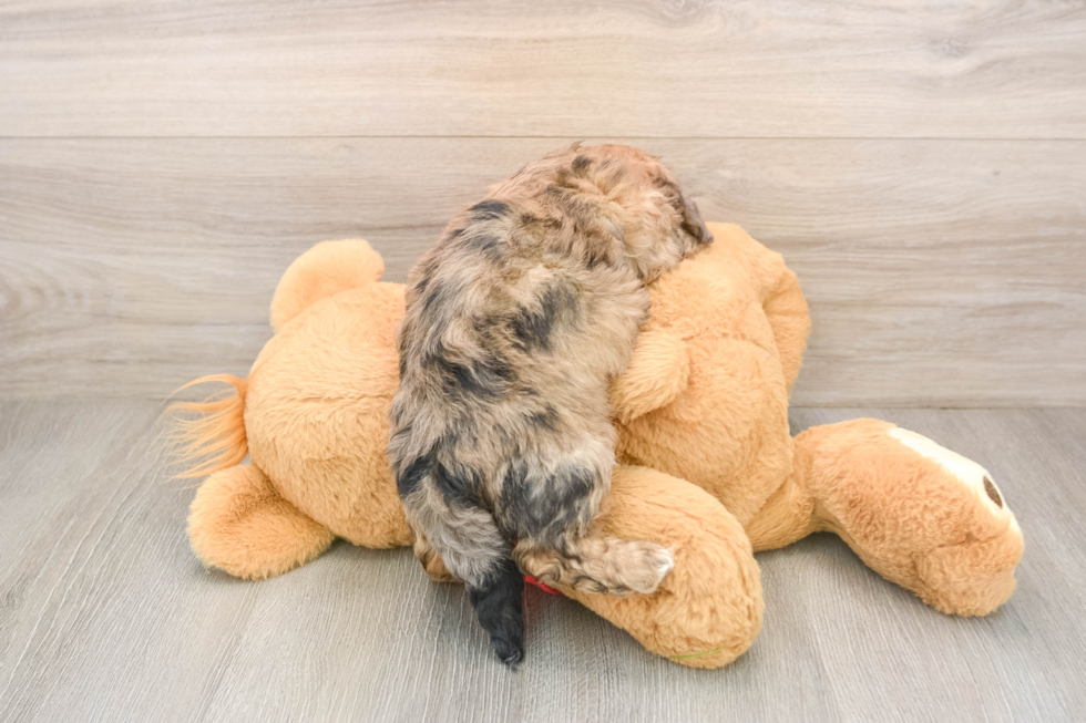 Shih Poo Puppy for Adoption