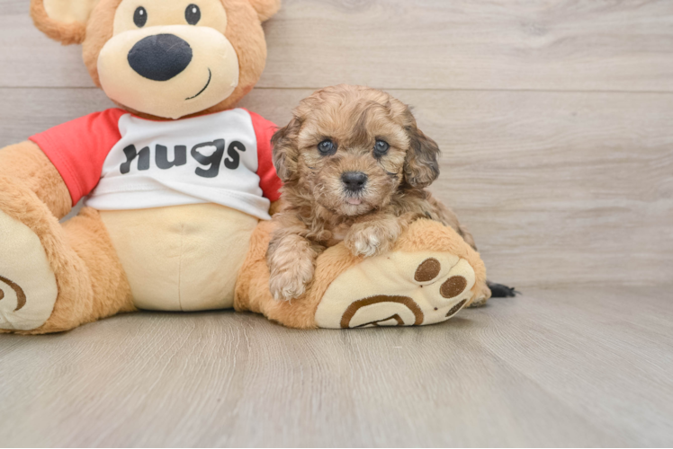 Shih Poo Pup Being Cute