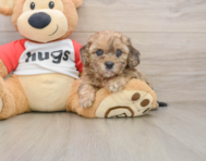 8 week old Shih Poo Puppy For Sale - Premier Pups