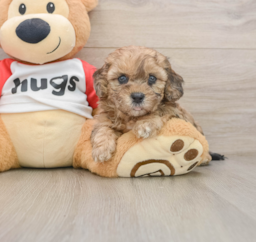 7 week old Shih Poo Puppy For Sale - Premier Pups