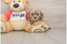 Shih Poo Pup Being Cute