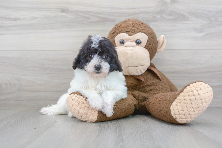 Shih Poo Puppy for Adoption