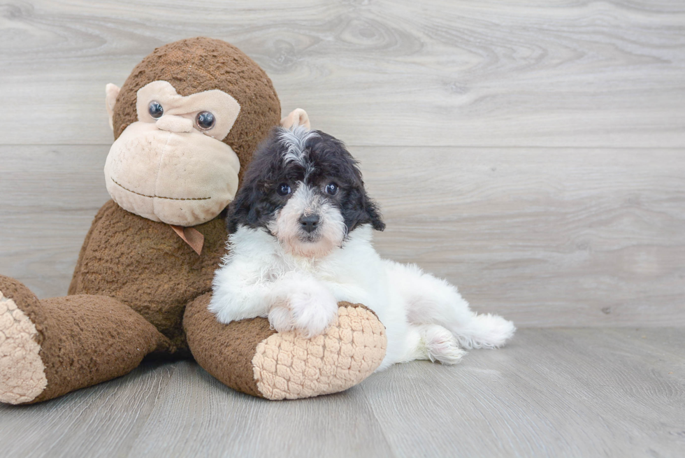 Adorable Shih Poo Poodle Mix Puppy