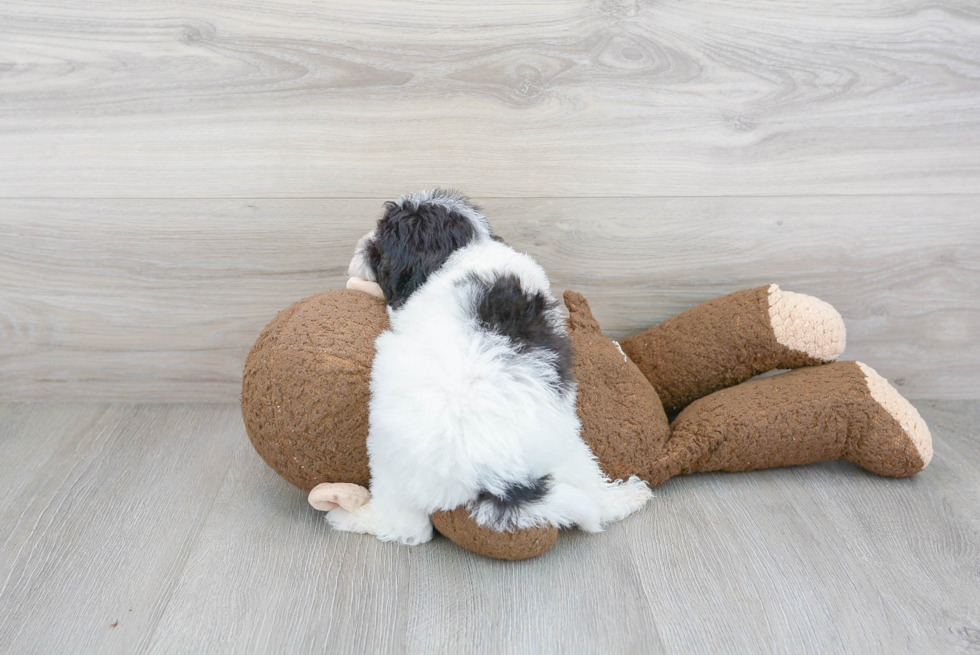 Best Shih Poo Baby