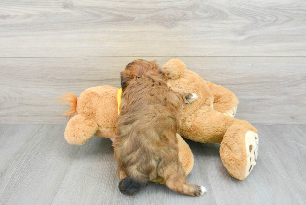 Playful Shih Poo Poodle Mix Puppy