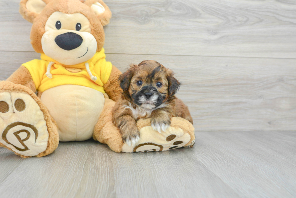 Shih Poo Pup Being Cute