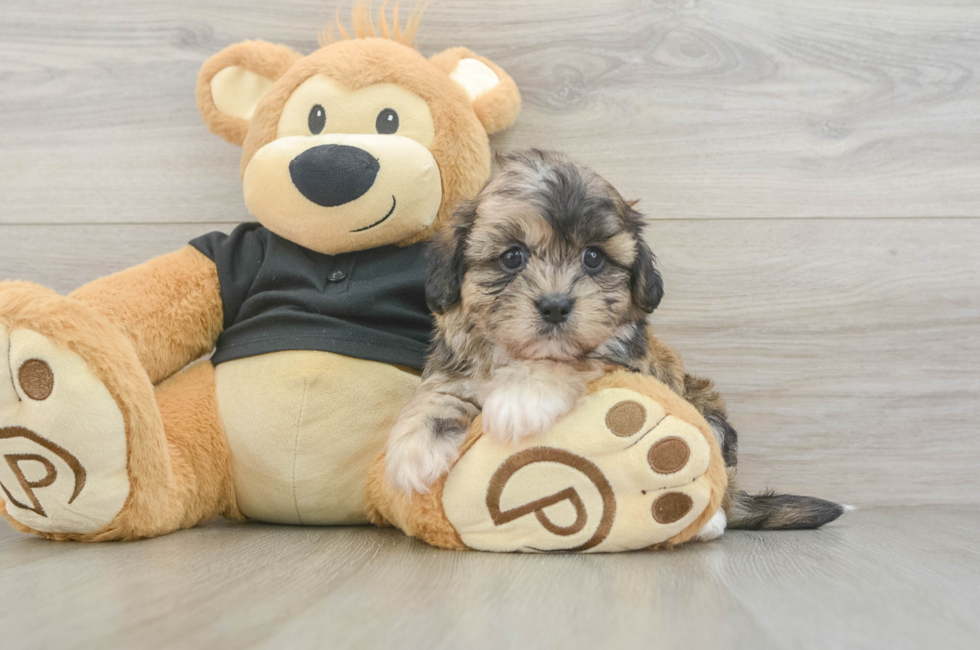6 week old Shih Poo Puppy For Sale - Premier Pups