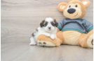 Sweet Shih Poo Baby
