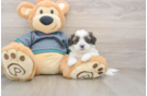 Shih Poo Puppy for Adoption