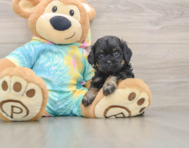 5 week old Shih Poo Puppy For Sale - Premier Pups