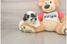 Best Shih Poo Baby