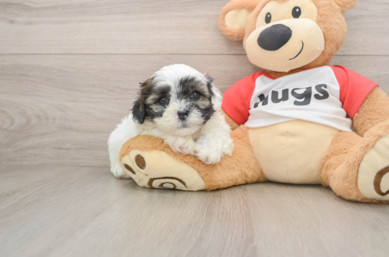 Best Shih Poo Baby