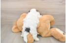 Shih Poo Pup Being Cute
