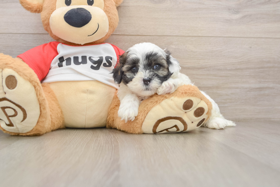 Shih Poo Puppy for Adoption