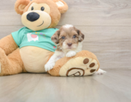 7 week old Shih Poo Puppy For Sale - Premier Pups