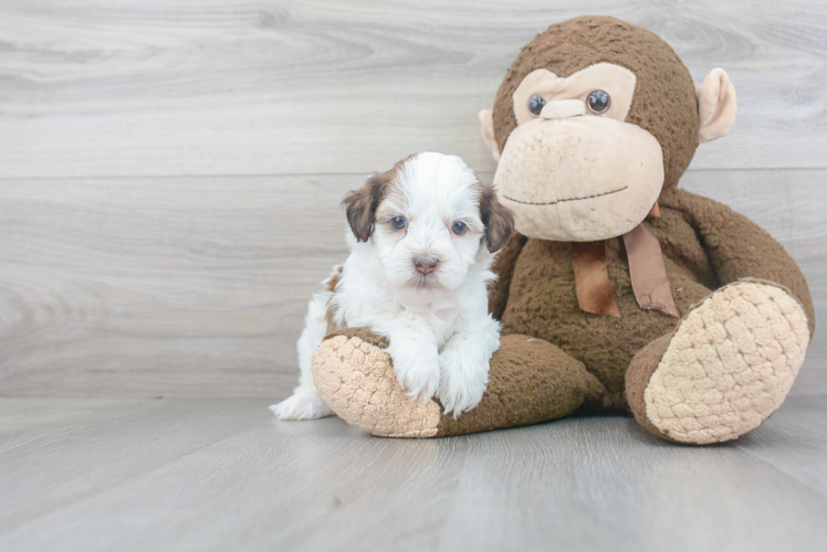 Smart Shih Poo Poodle Mix Pup