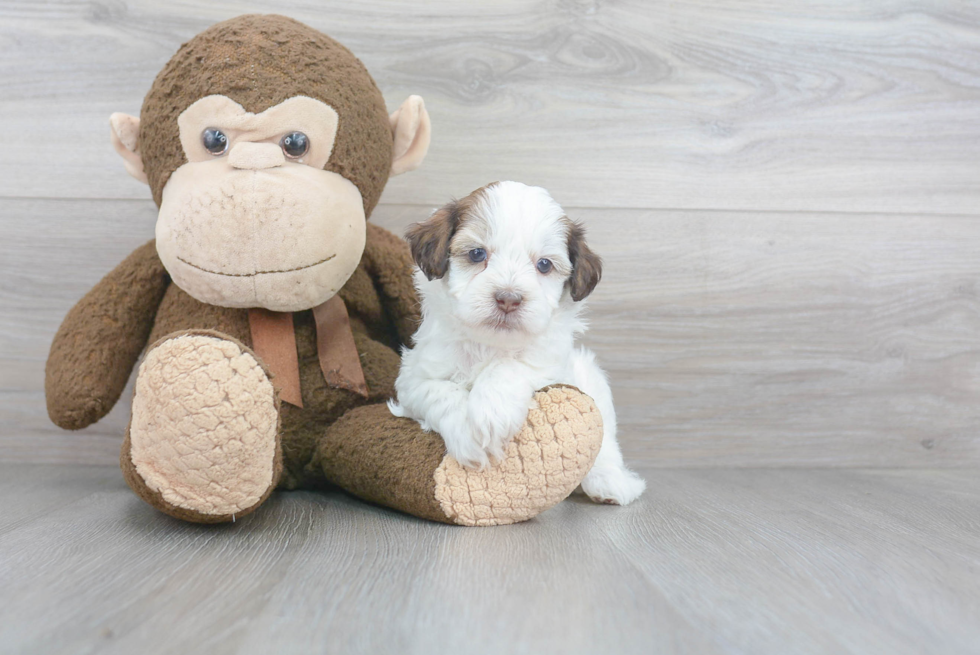 Playful Shihpoo Poodle Mix Puppy