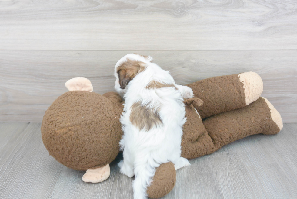 Cute Shih Poo Baby