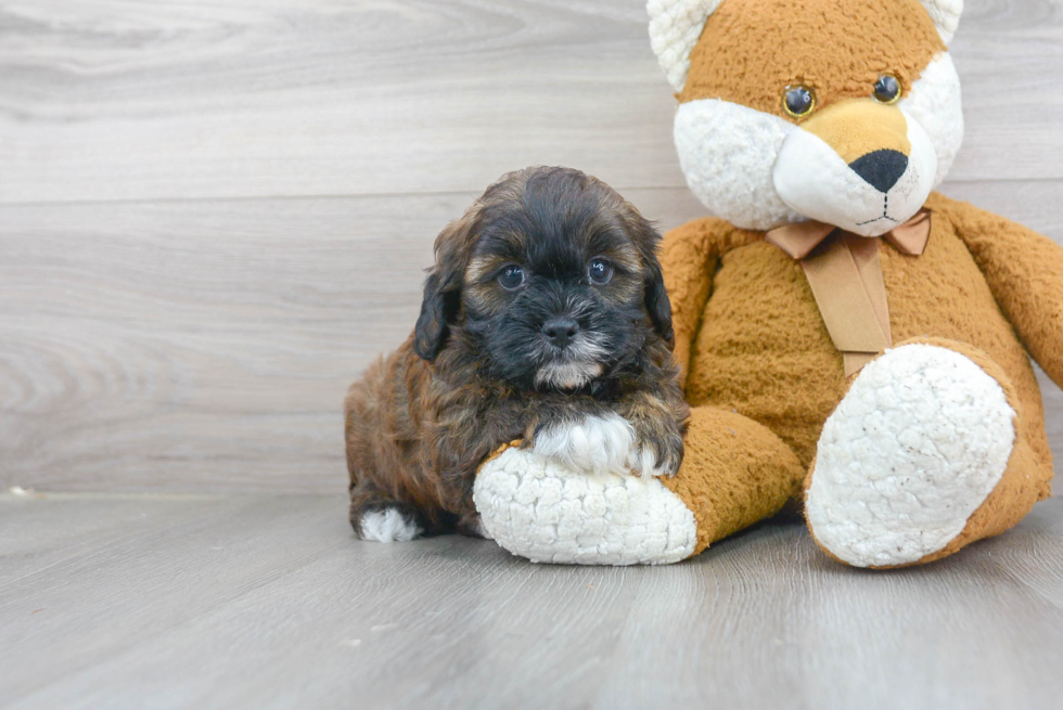 Best Shih Poo Baby