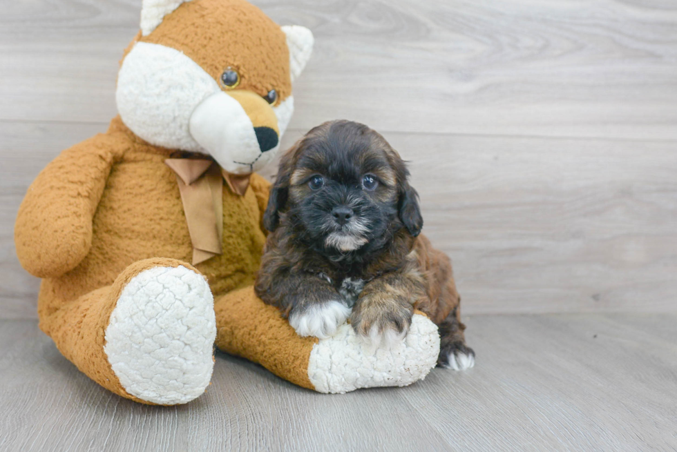 Best Shih Poo Baby