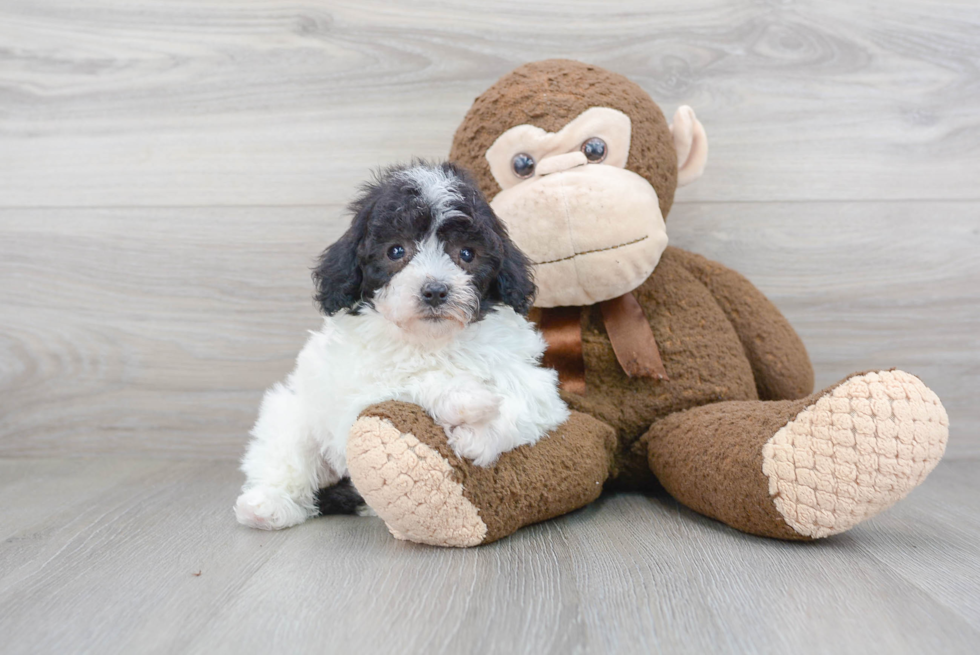 Shih Poo Pup Being Cute