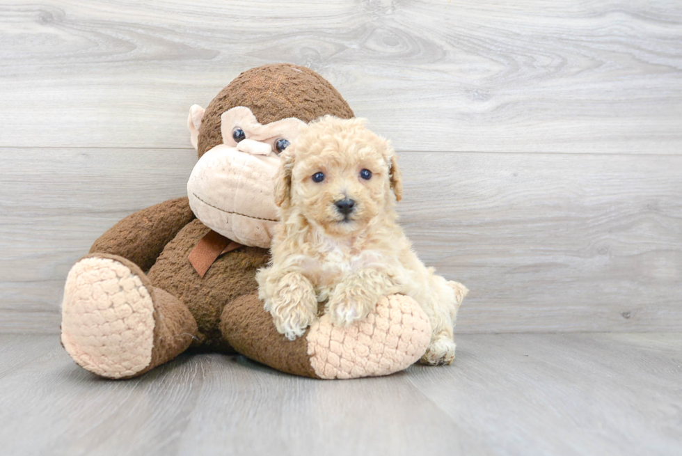 Smart Shih Poo Poodle Mix Pup