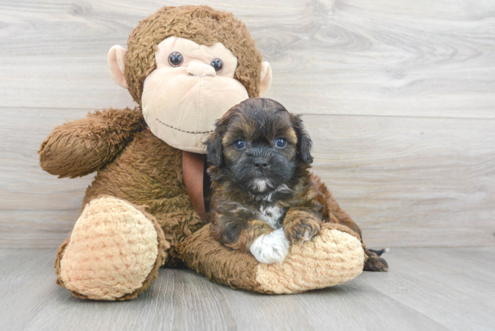 Shih Poo Pup Being Cute