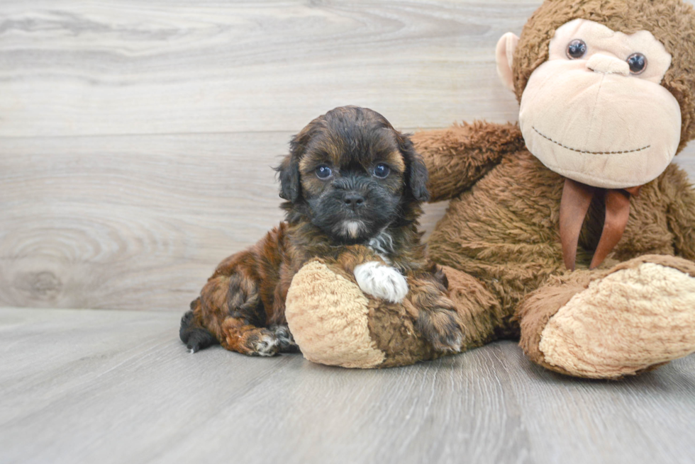 Playful Shih Poo Poodle Mix Puppy