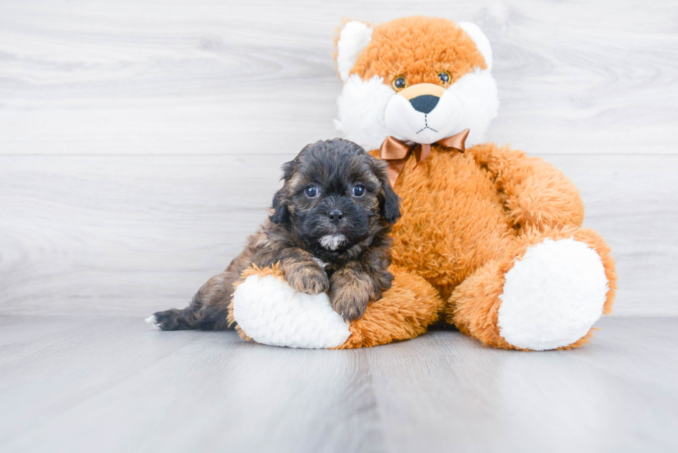 Shih Poo Puppy for Adoption