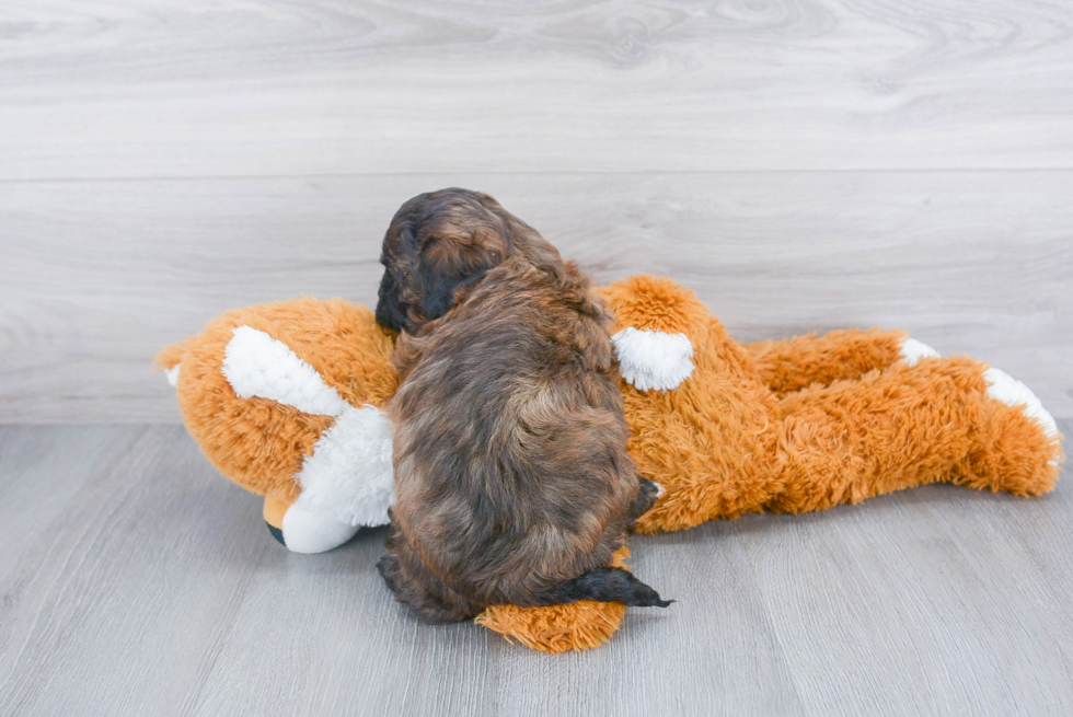 Shih Poo Puppy for Adoption