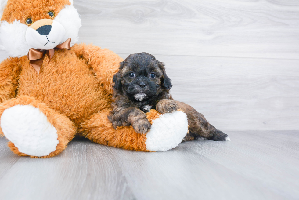 Cute Shih Poo Baby