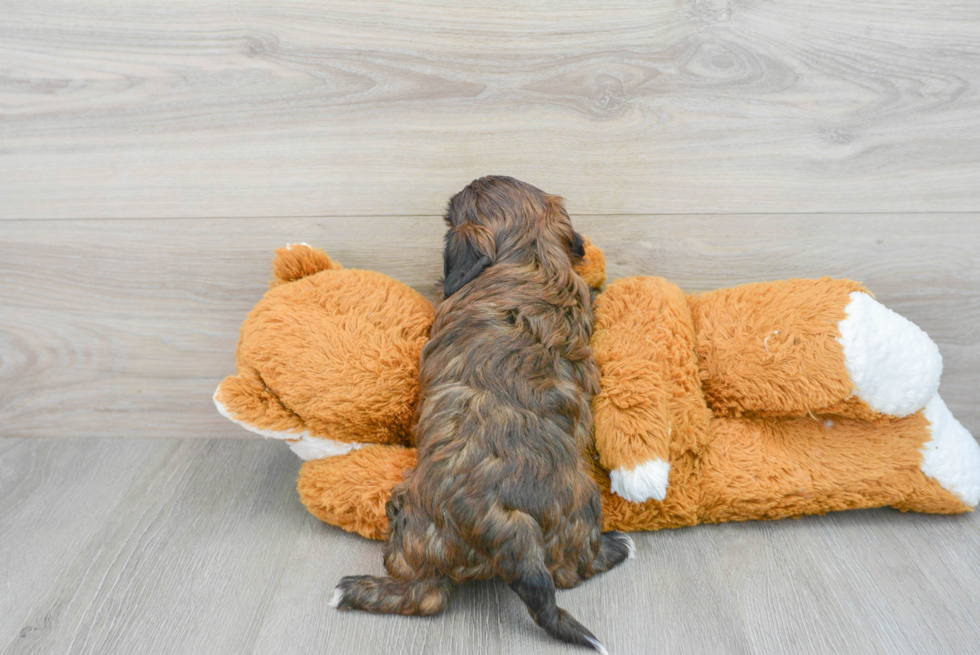 Shih Poo Puppy for Adoption