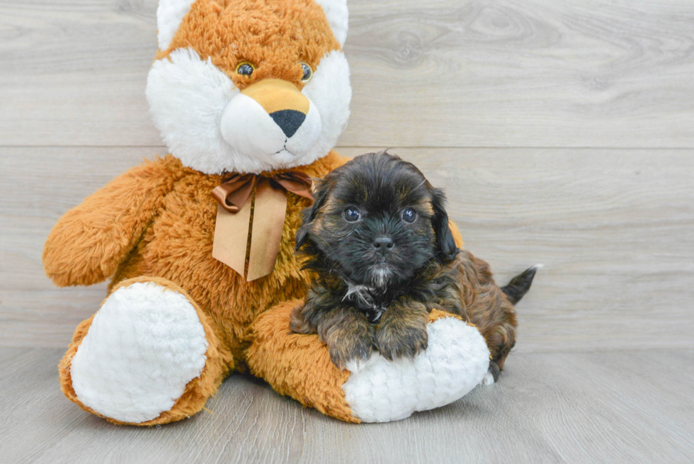 Shih Poo Pup Being Cute