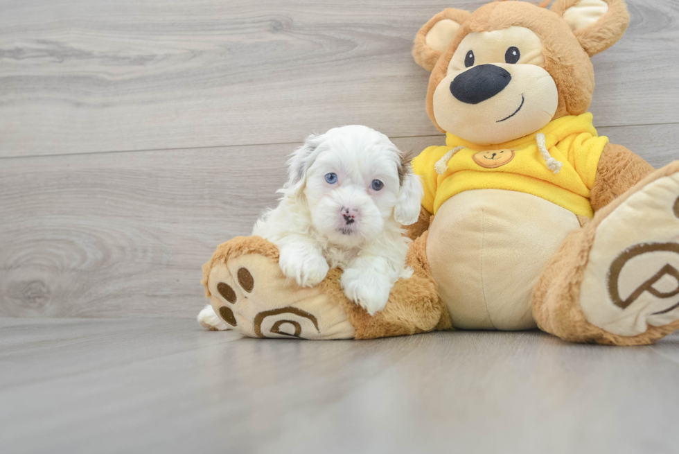 Funny Shih Poo Poodle Mix Pup