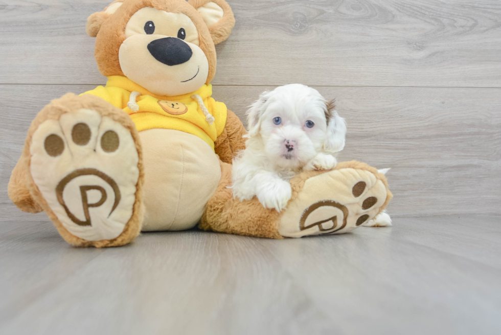 Playful Shihpoo Poodle Mix Puppy