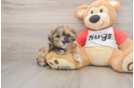 Best Shih Poo Baby