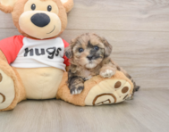 8 week old Shih Poo Puppy For Sale - Premier Pups