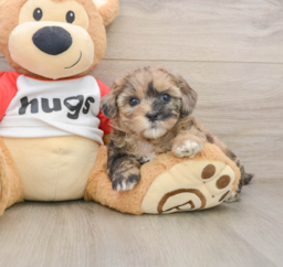 7 week old Shih Poo Puppy For Sale - Premier Pups