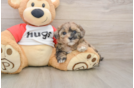 Best Shih Poo Baby
